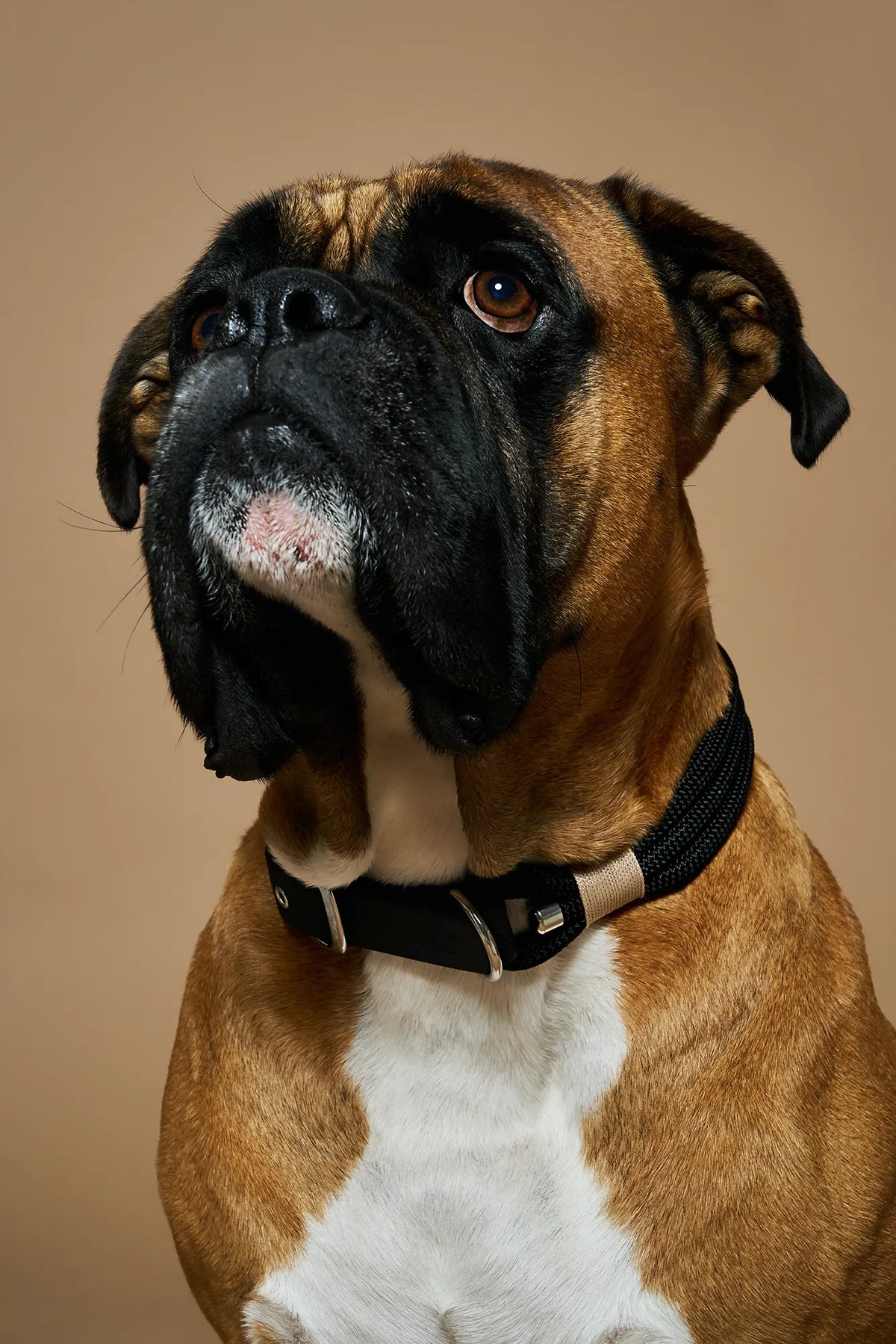Collier chien - Noir - Atelier Markiz