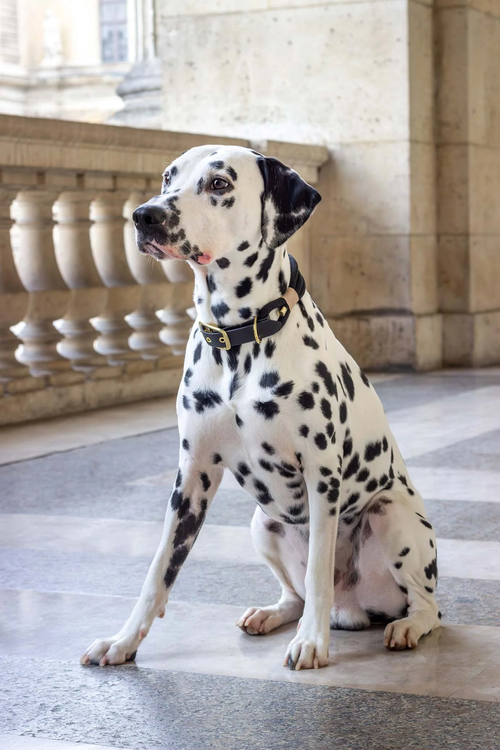 Collier chien - Noir - Atelier Markiz