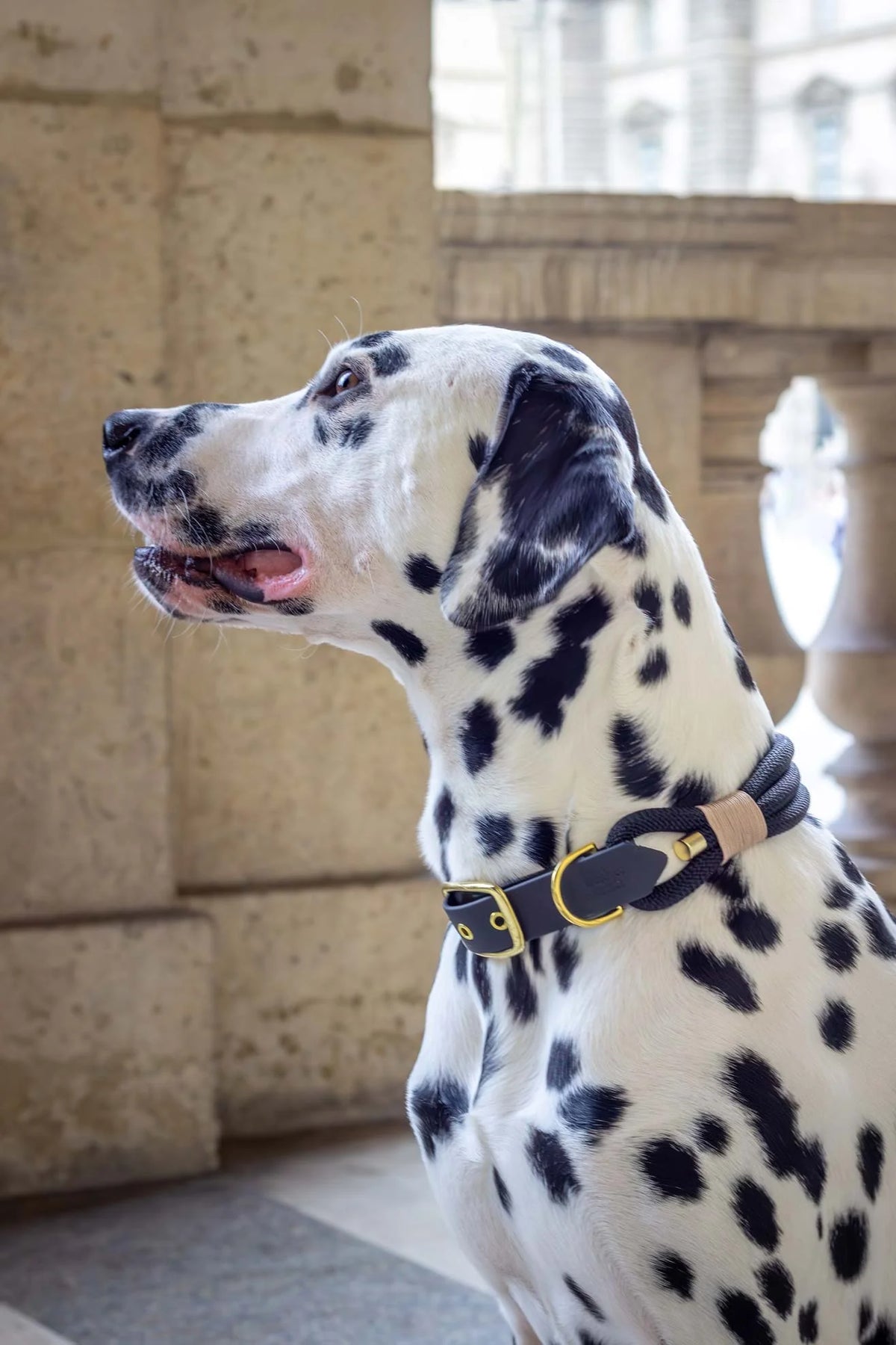 Collier chien - Noir - Atelier Markiz