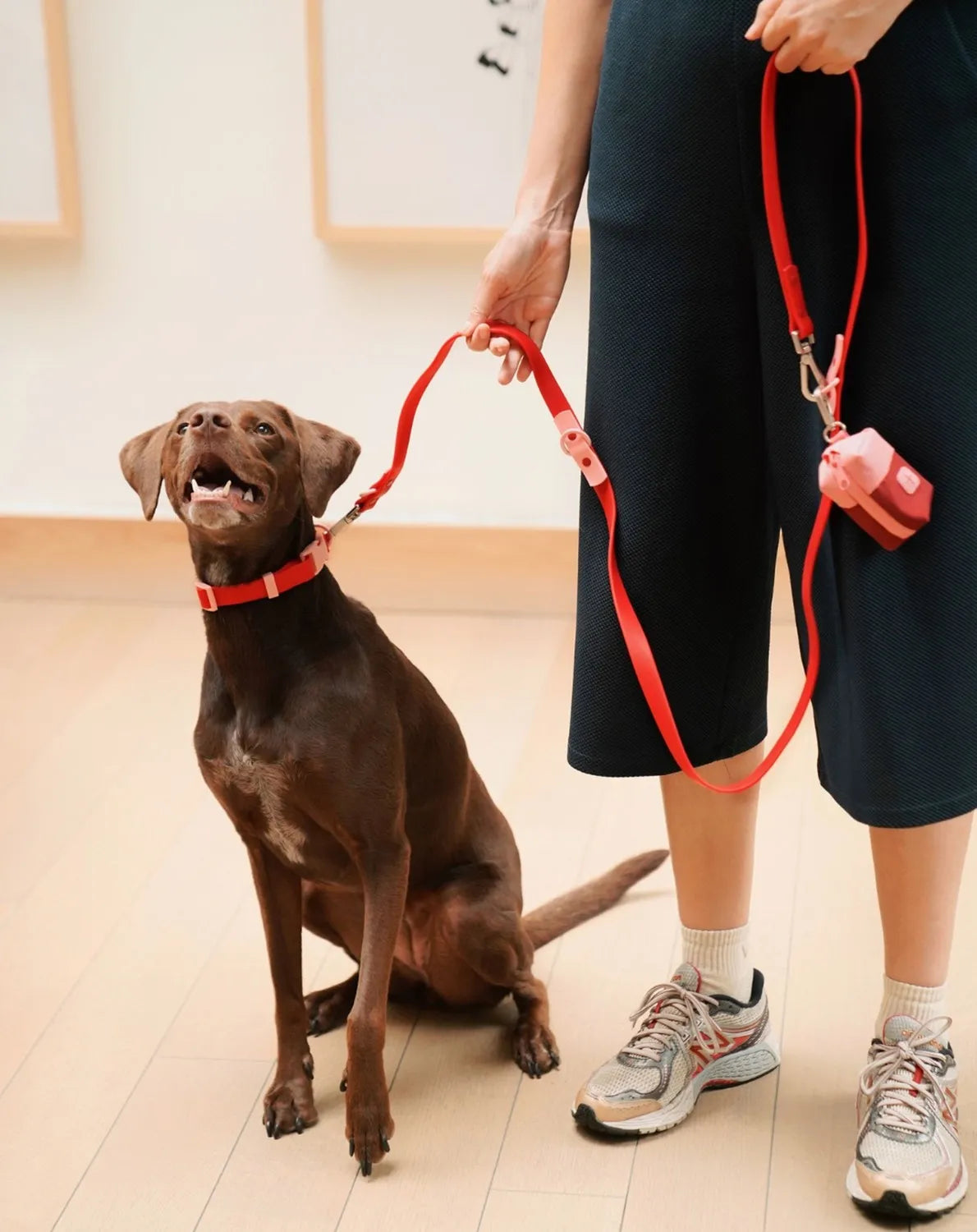 Collier chien - rouge - Approuved by Fritz