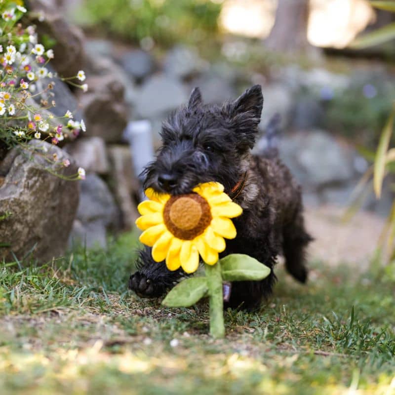 Jouet tournesol Blooming Buddies - P.L.A.Y.