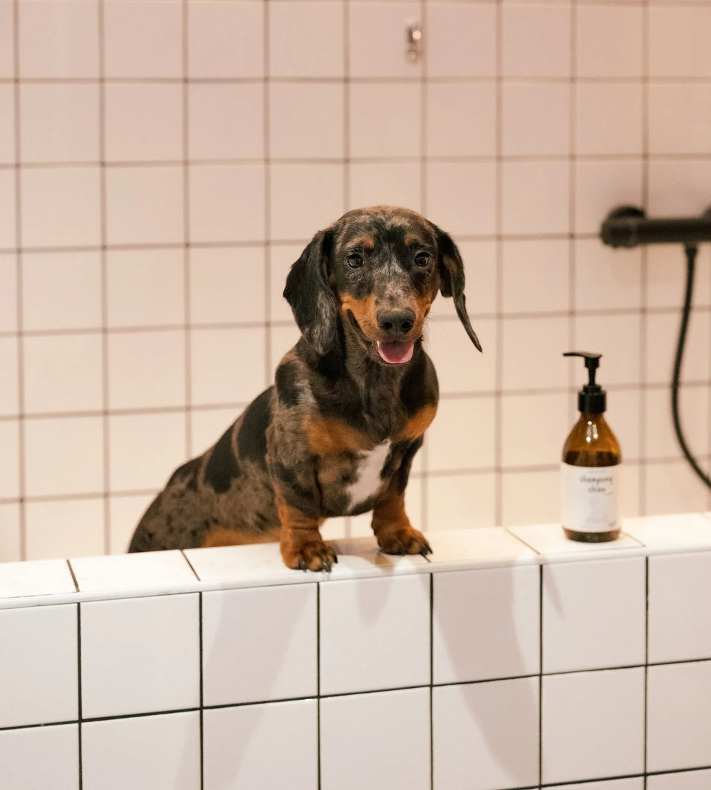 Shampoing chien - Patoune Verte X Biche