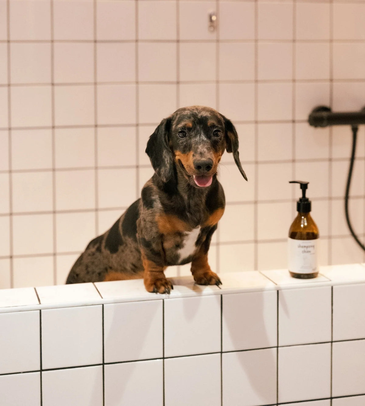 Shampoing chien - Patoune Verte X Biche