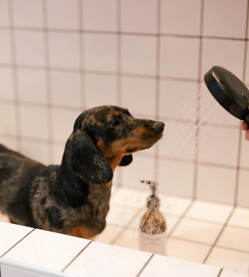 Shampoing chien - Patoune Verte X Biche