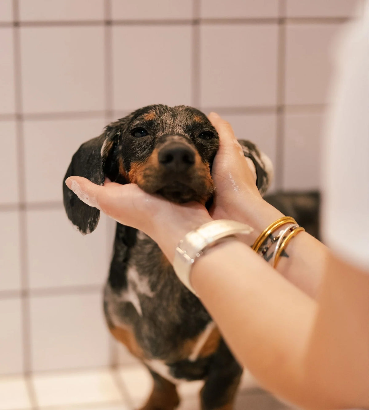 Shampoing chien - Patoune Verte X Biche