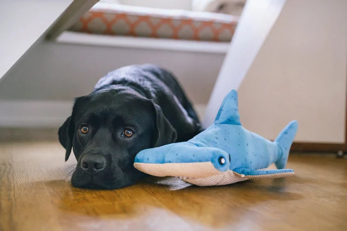 Jouet requin pour Chien - P.L.A.Y.